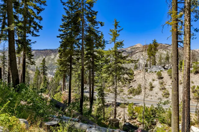 a view of a yard with plants and trees