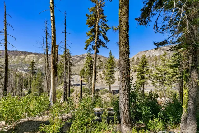 a view of a yard with plants and large trees