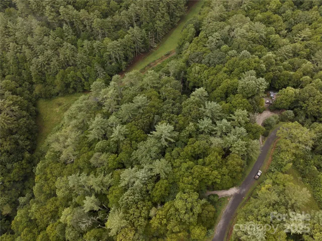 a view of a forest with a tree