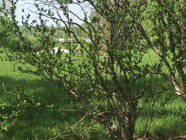 0 West Road Circleville, OH 43113 - Photo 4 of 4