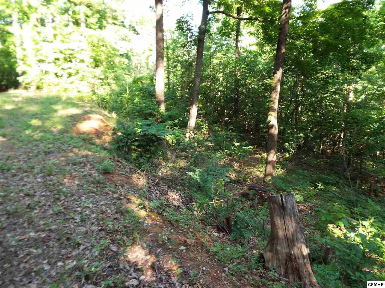 0 Greasy Cove Road Cosby, TN 37722 - Photo 15 of 26 Gallery Image 15