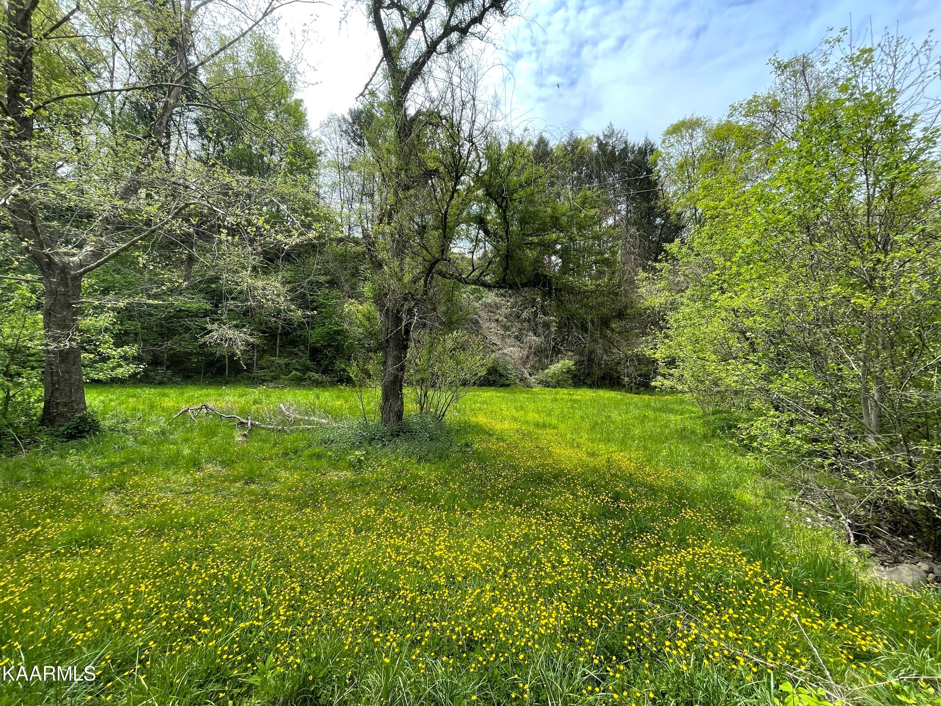 295 Dry Fork Road Del Rio, TN 37727 - Photo 3 of 13 3