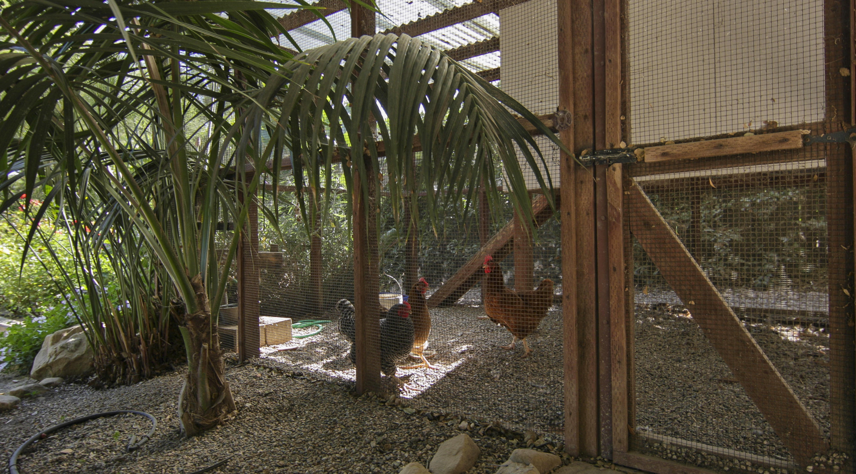 650 Stoddard Lane Montecito, CA 93108 - Photo 18 of 33 Backyard_chickens