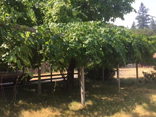 2646 Cedar Flat Road Williams, OR 97544 - Photo 15 of 22 Additional Photo