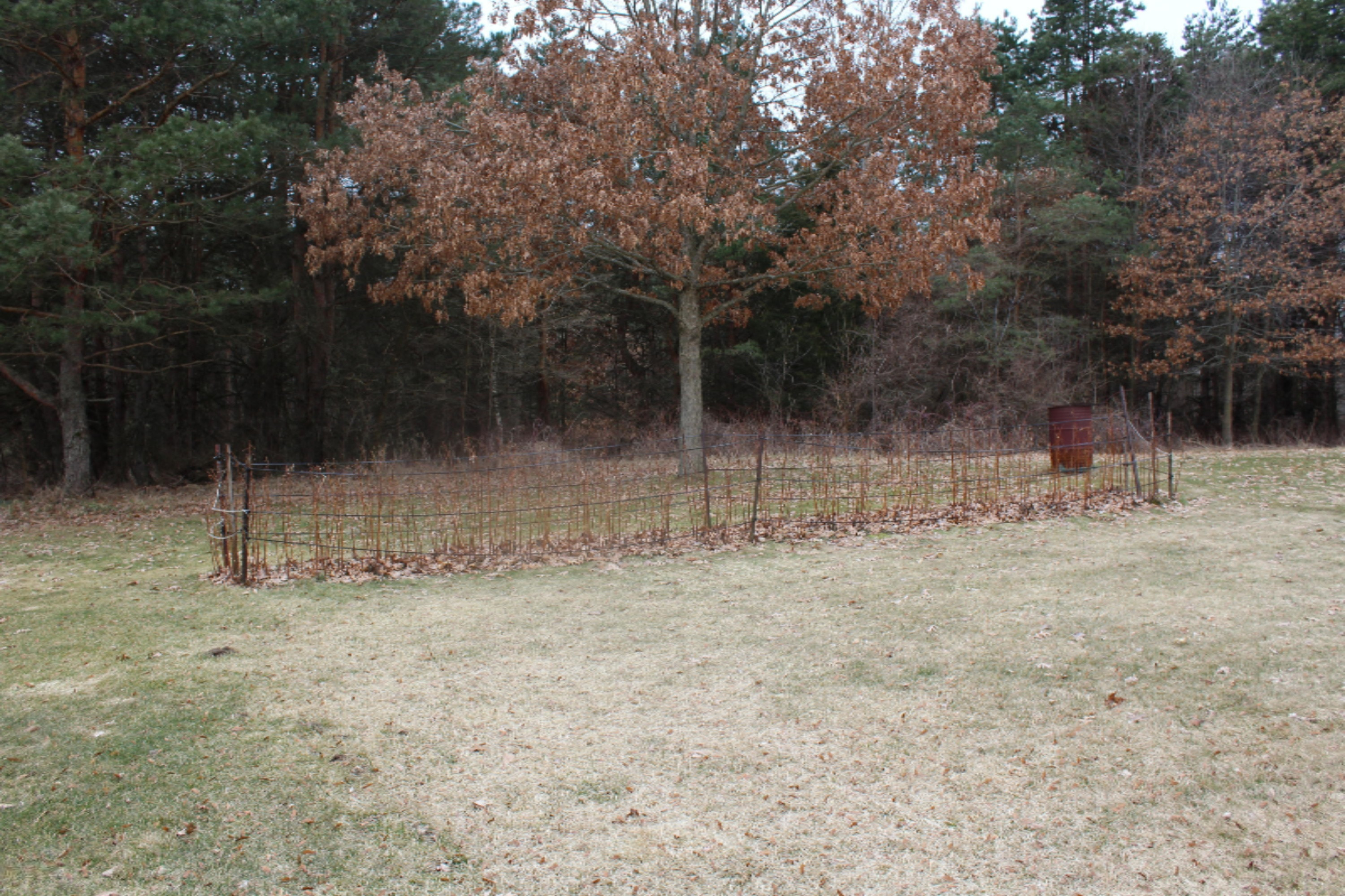 7011 West County Farm Road Greenville, MI 48838 - Photo 59 of 59 Raspberries!!