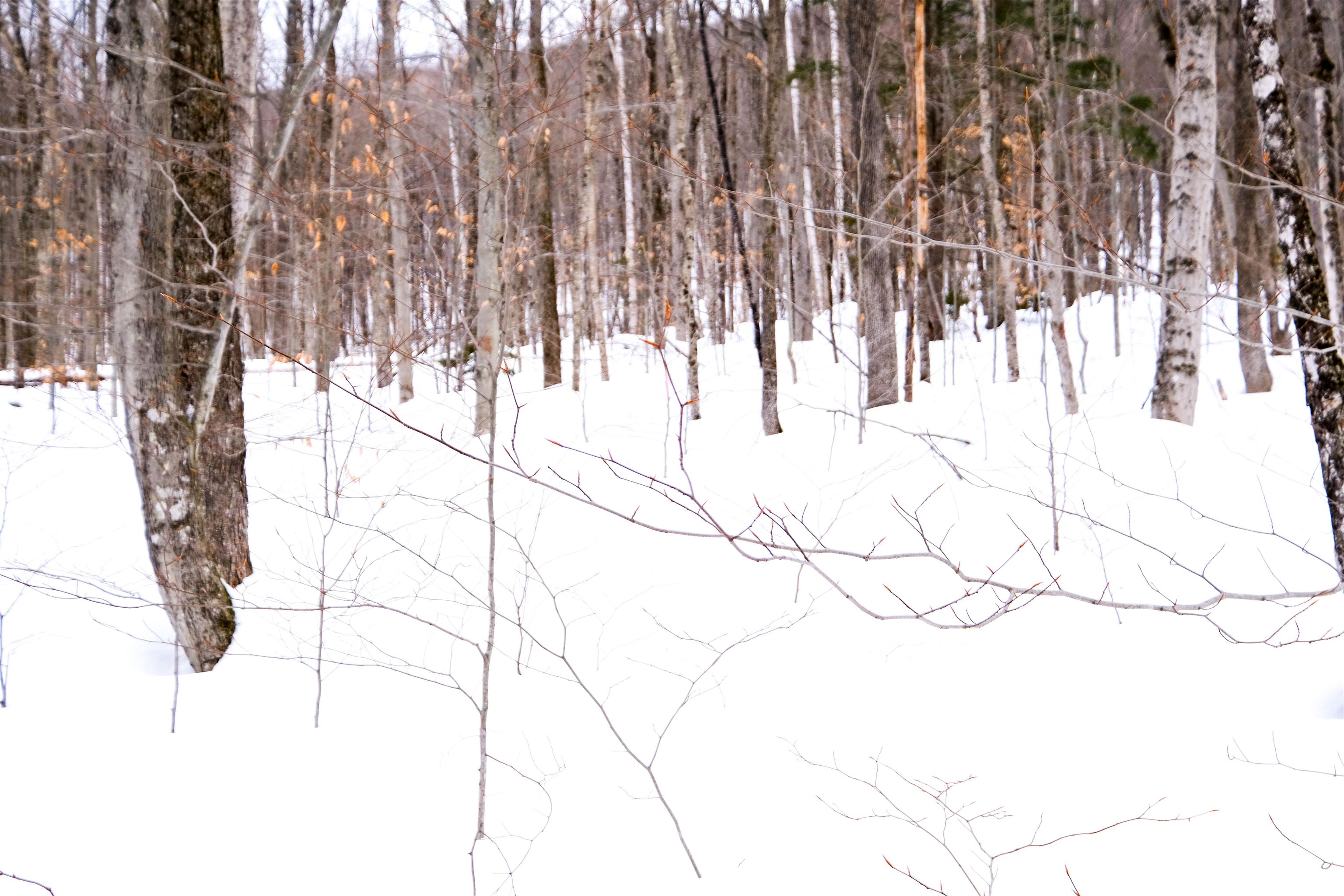 0 Markham Mountain Road Andover, VT 05143 - Photo 5 of 19
