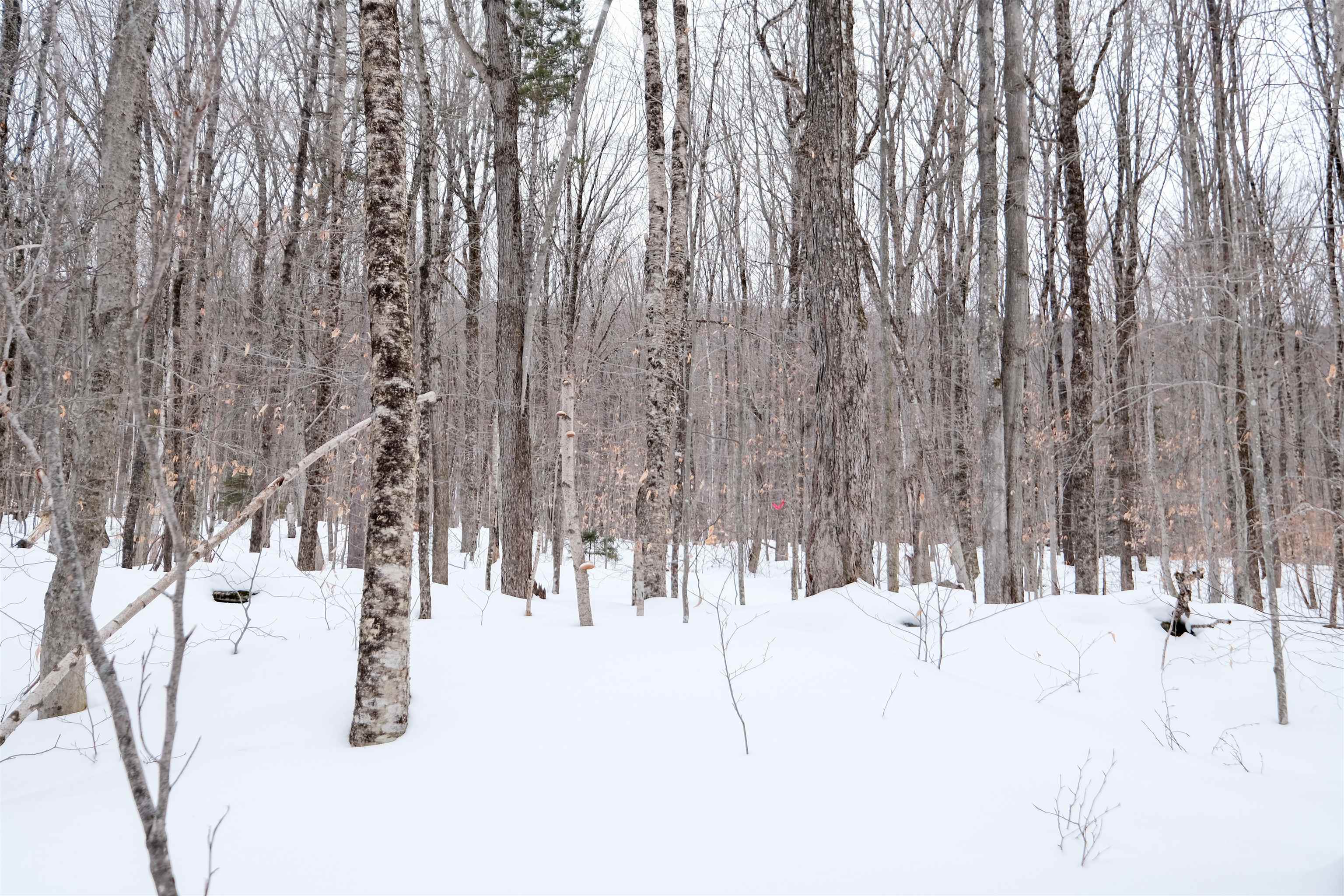 0 Markham Mountain Road Andover, VT 05143 - Photo 8 of 19