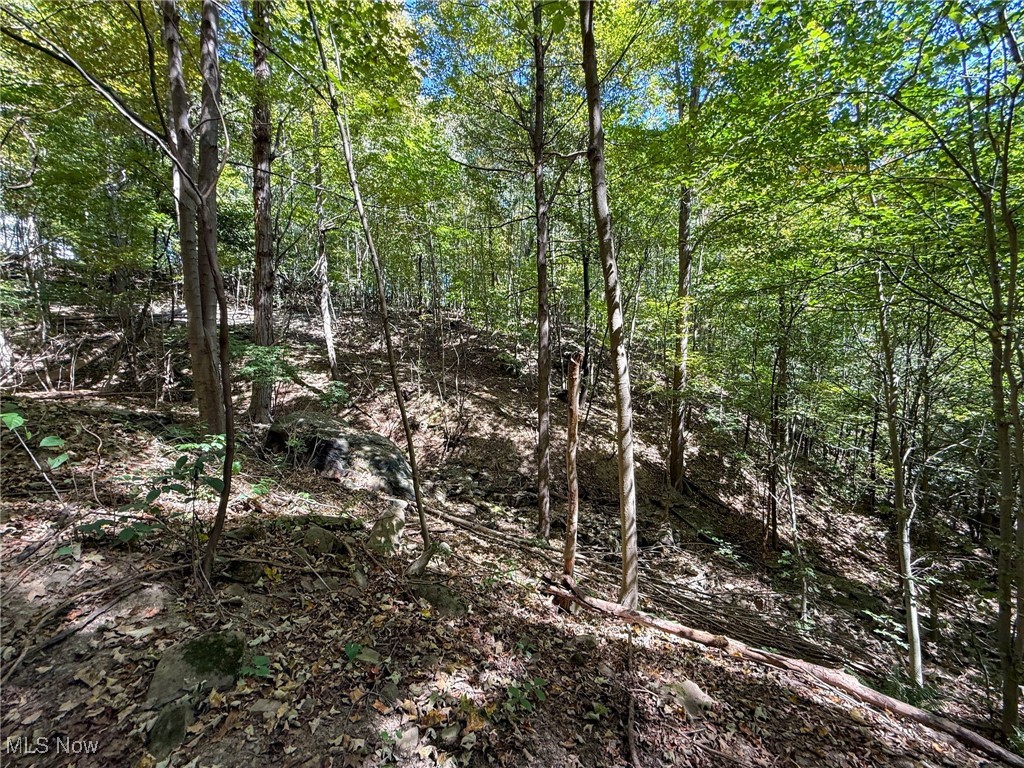 Kingsridge Road East Liverpool, OH 43920 - Photo 6 of 26 View of local wilderness