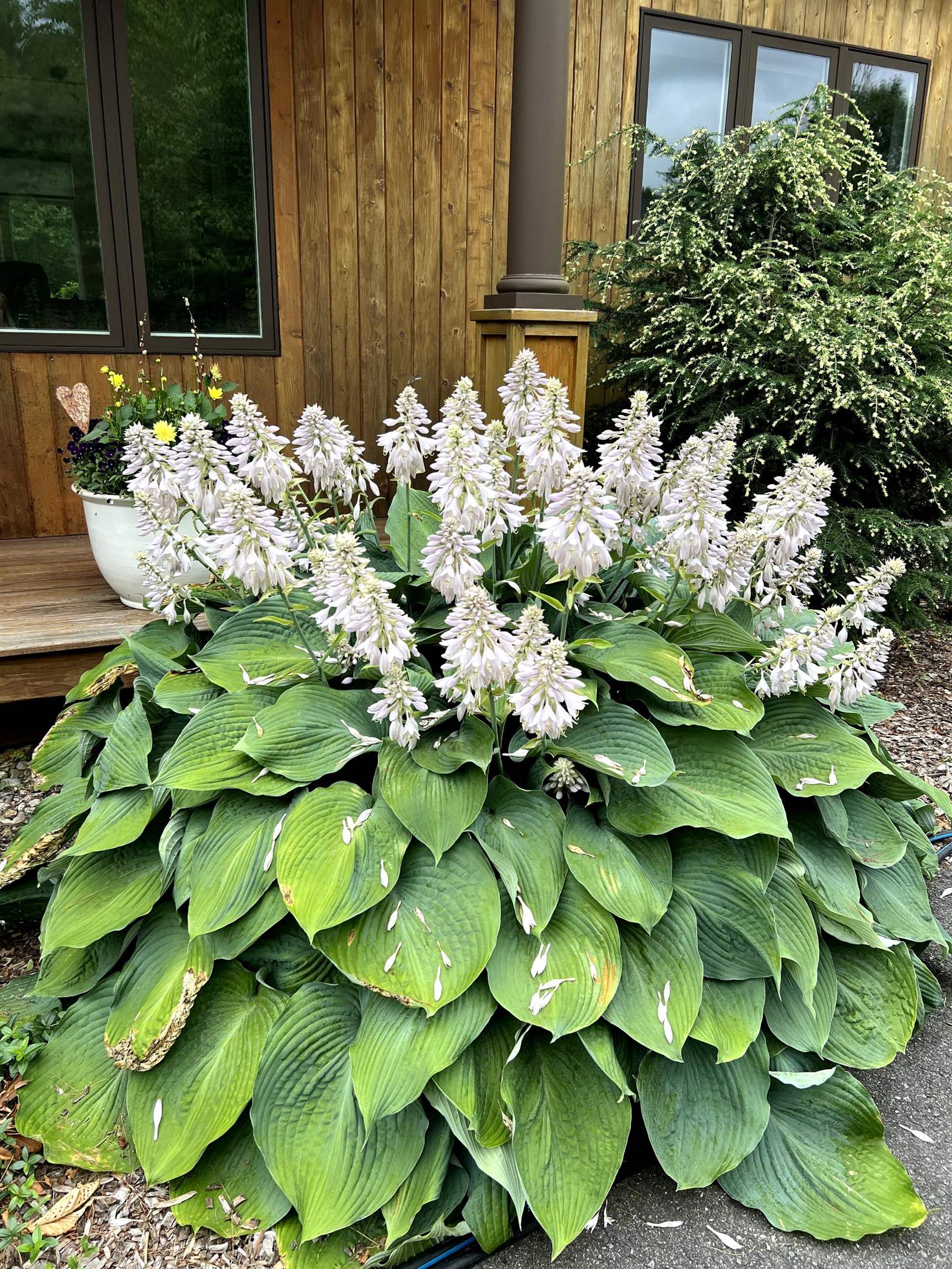 4 Wild Turkey Road Deerfield, NH 03037 - Photo 65 of 65