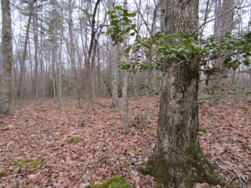 Lot 6 East Overlook Road Monterey, TN 38574 - Photo 10 of 16 IMG_0641