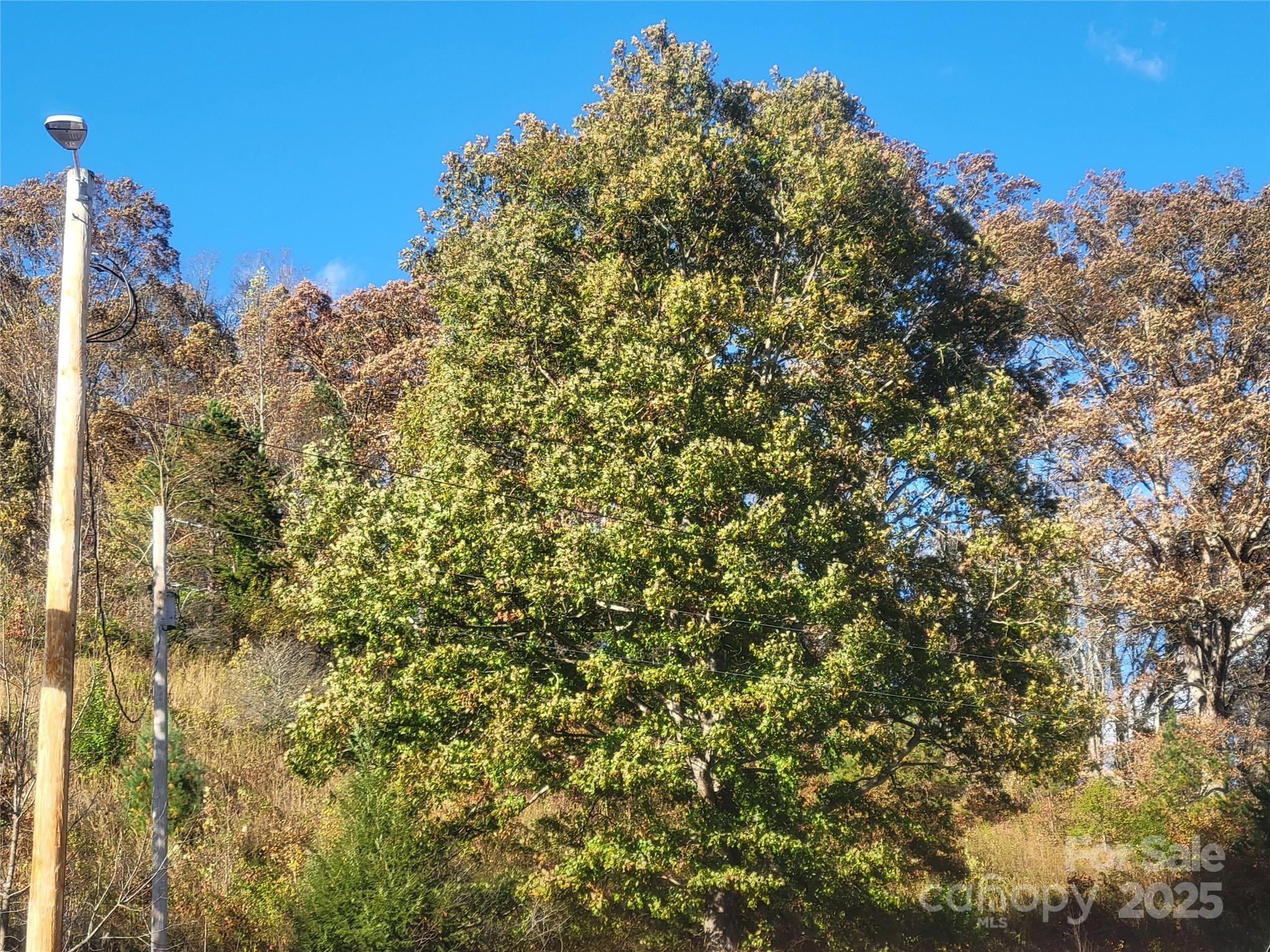0 Kirkpatrick Cove Clyde, NC 28721 - Photo 12 of 14 a close up of a tree