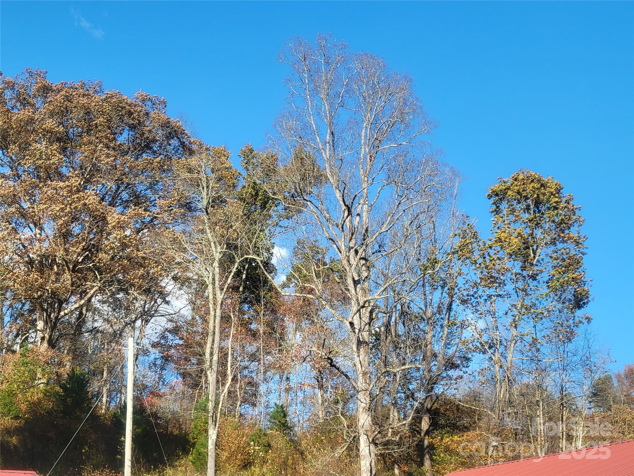 0 Kirkpatrick Cove Clyde, NC 28721 - Photo 13 of 14 a view of a yard
