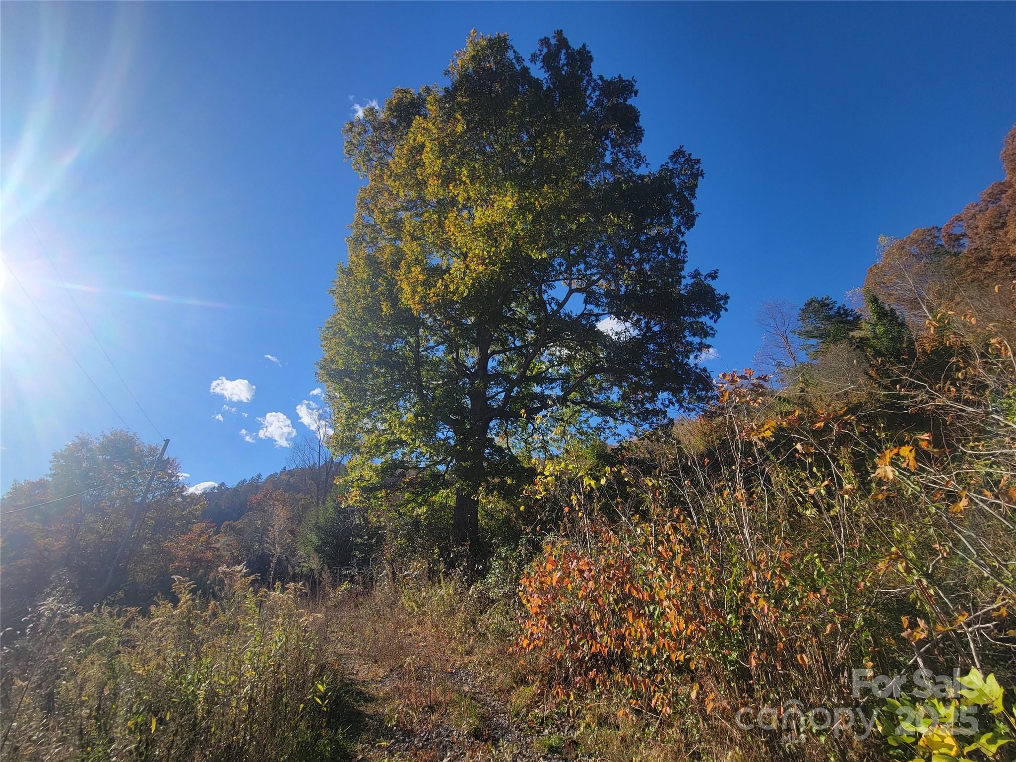 0 Kirkpatrick Cove Clyde, NC 28721 - Photo 8 of 14 a view of a tree