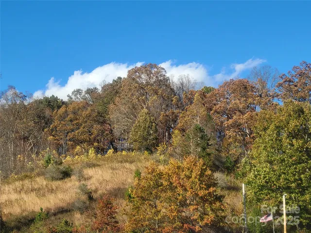 a close up of a tree