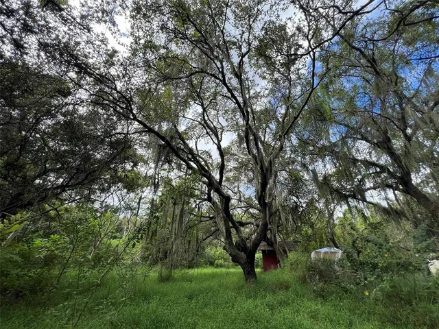 a view of trees in a yard