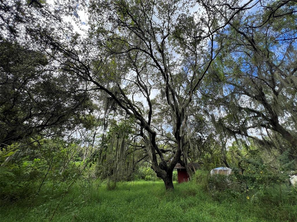11117 McMullen Road Riverview, FL 33569 - Photo 23 of 26 a view of trees in a yard