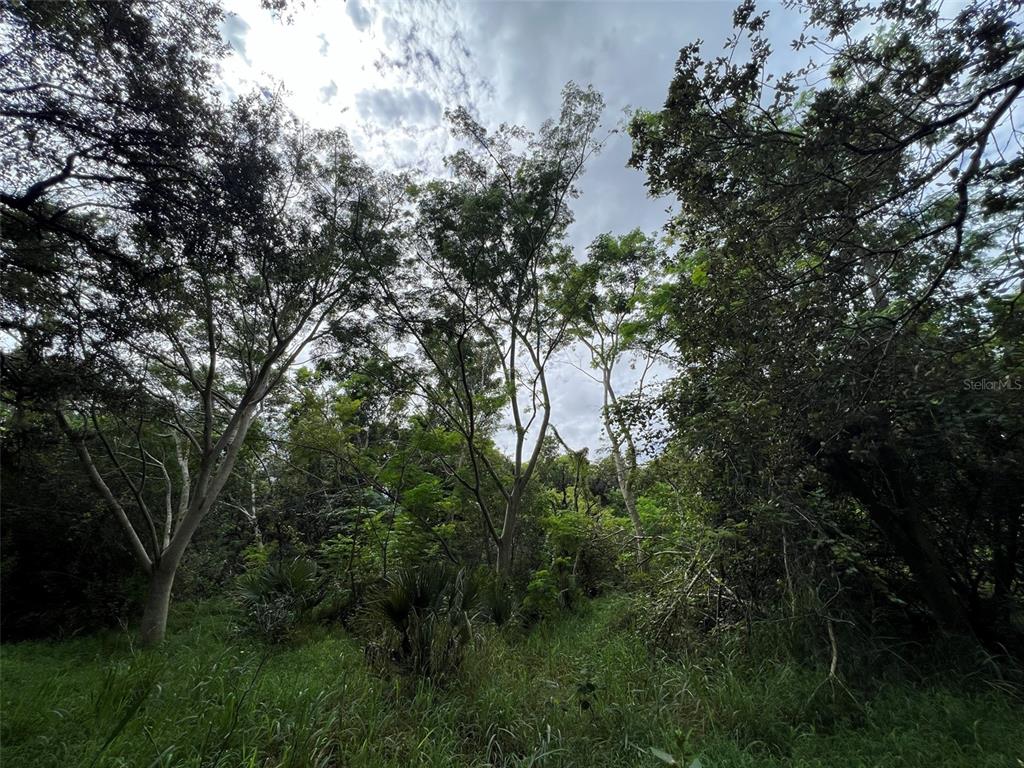 11117 McMullen Road Riverview, FL 33569 - Photo 24 of 26 a view of a forest with a tree