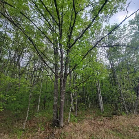 $33,500 | Lot 11 County Road A, Spooner, WI 54801