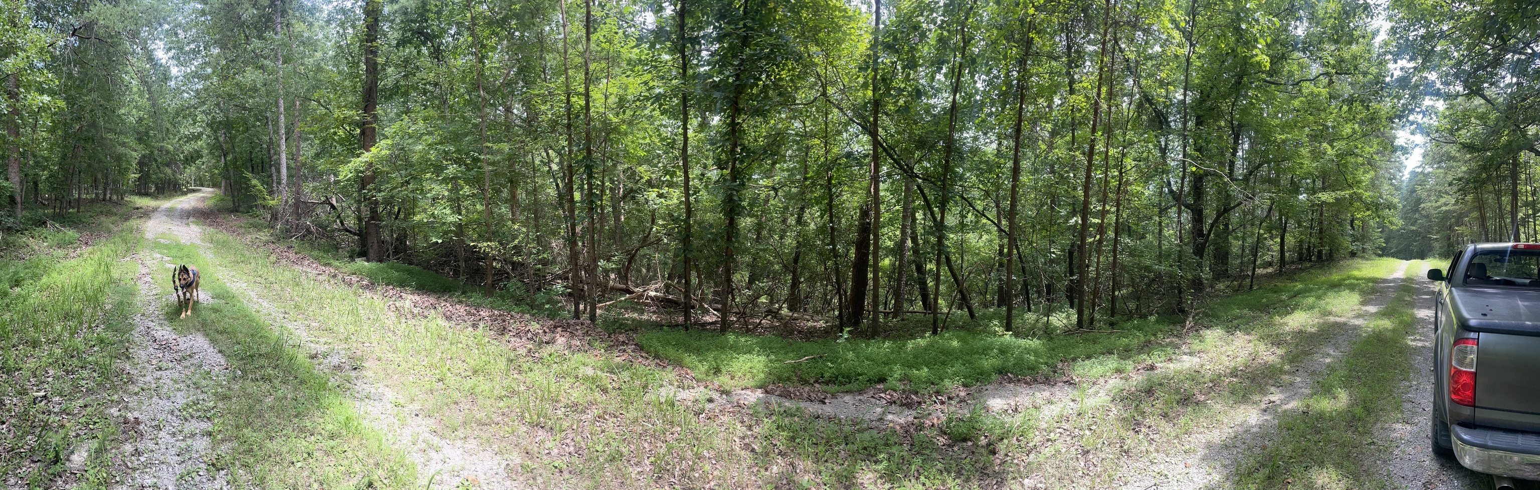 1496 Derby Court Northeast Ranger, GA 30734 - Photo 1 of 1 a view of a yard with plants and a bench