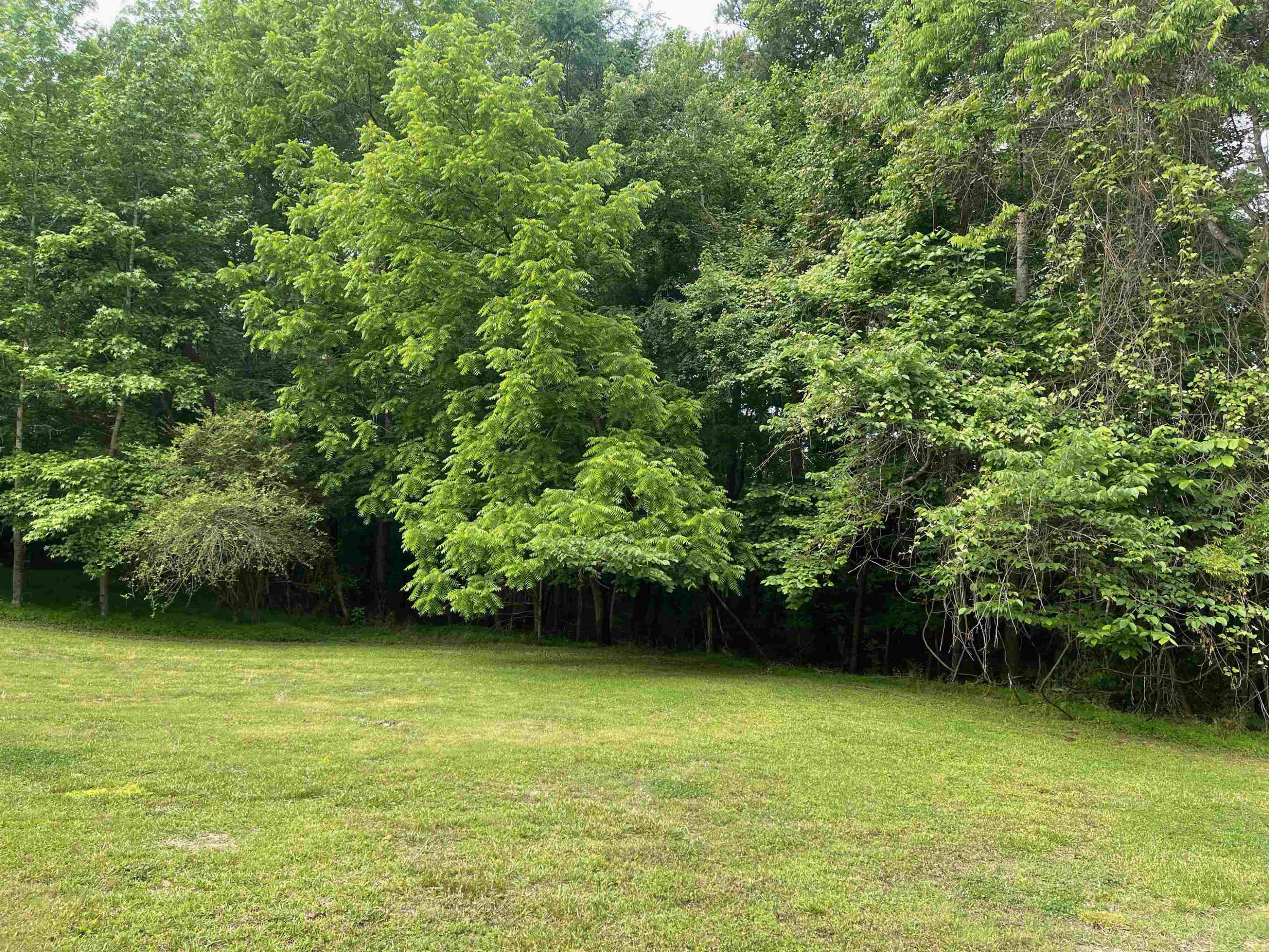 4208 Old Lewis Farm Road Raleigh, NC 27604 - Photo 6 of 14 Photo 6