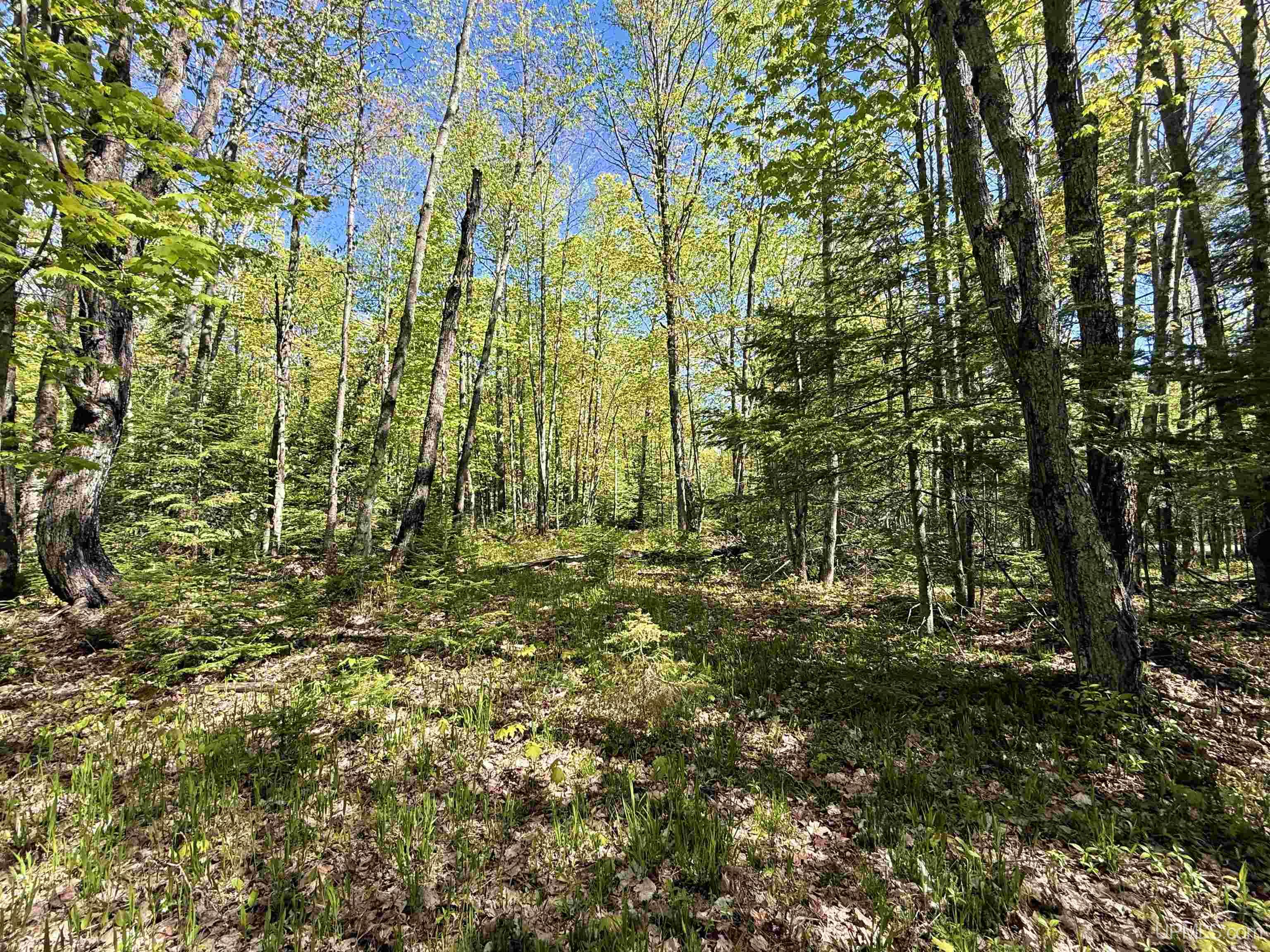 Langford Lake Road Watersmeet, MI 49969 - Photo 13 of 23