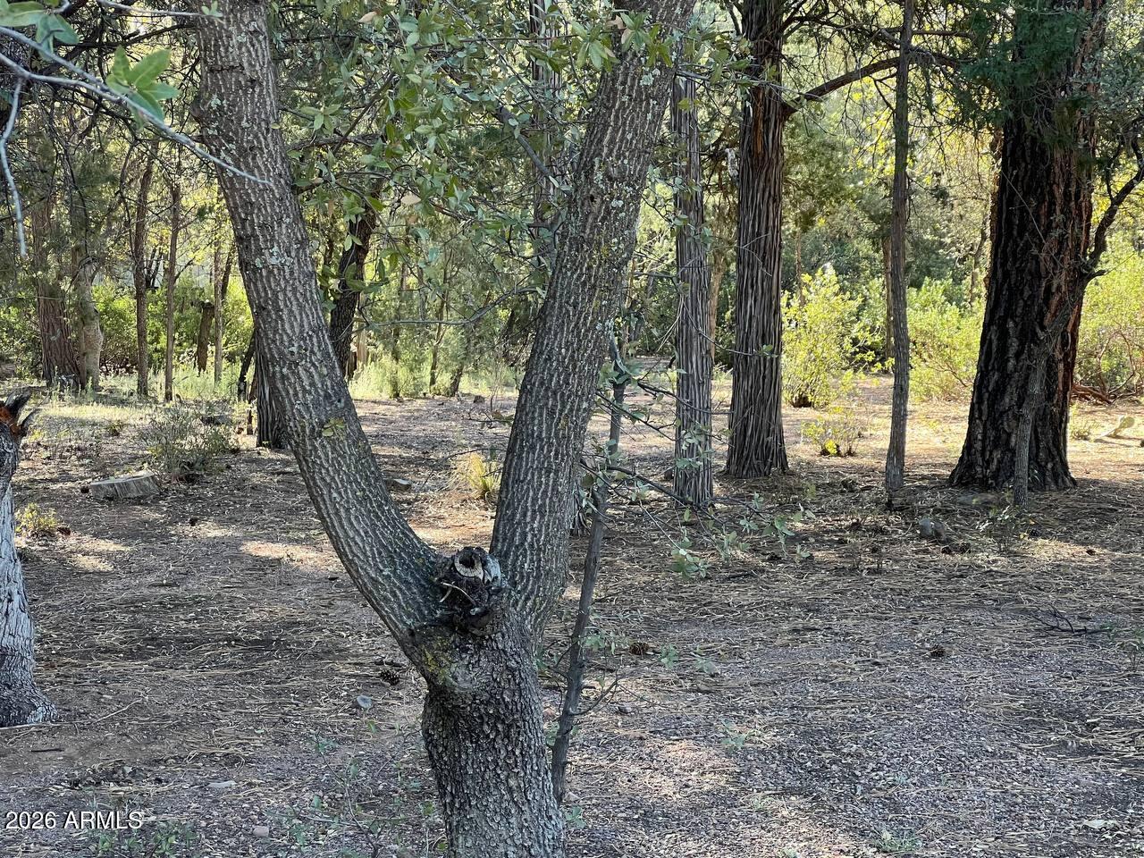 a view of a trees in a yard