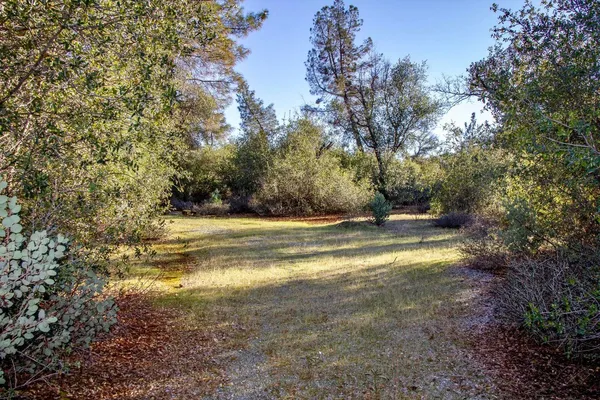 a view of yard with large trees