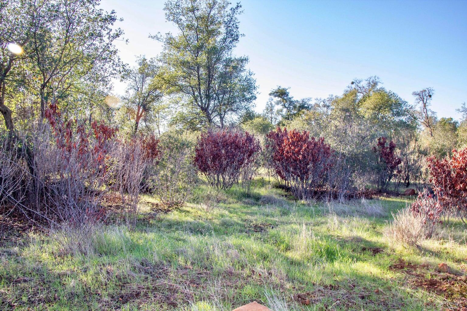 Winoxy 093-130-039-000 Lane Shingletown, CA 96088 - Photo 12 of 29 a backyard of a house with lots of green space