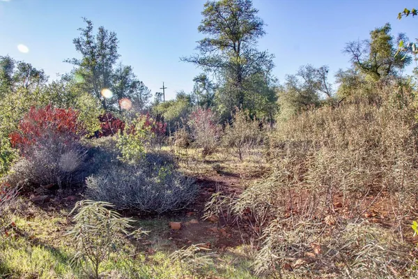 a view of a tree with a yard