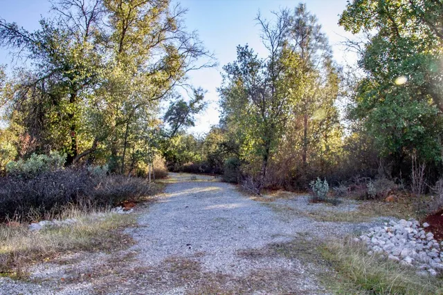 a view of a dry yard with trees
