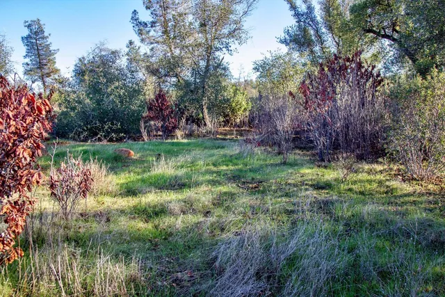 a view of a garden with a tree