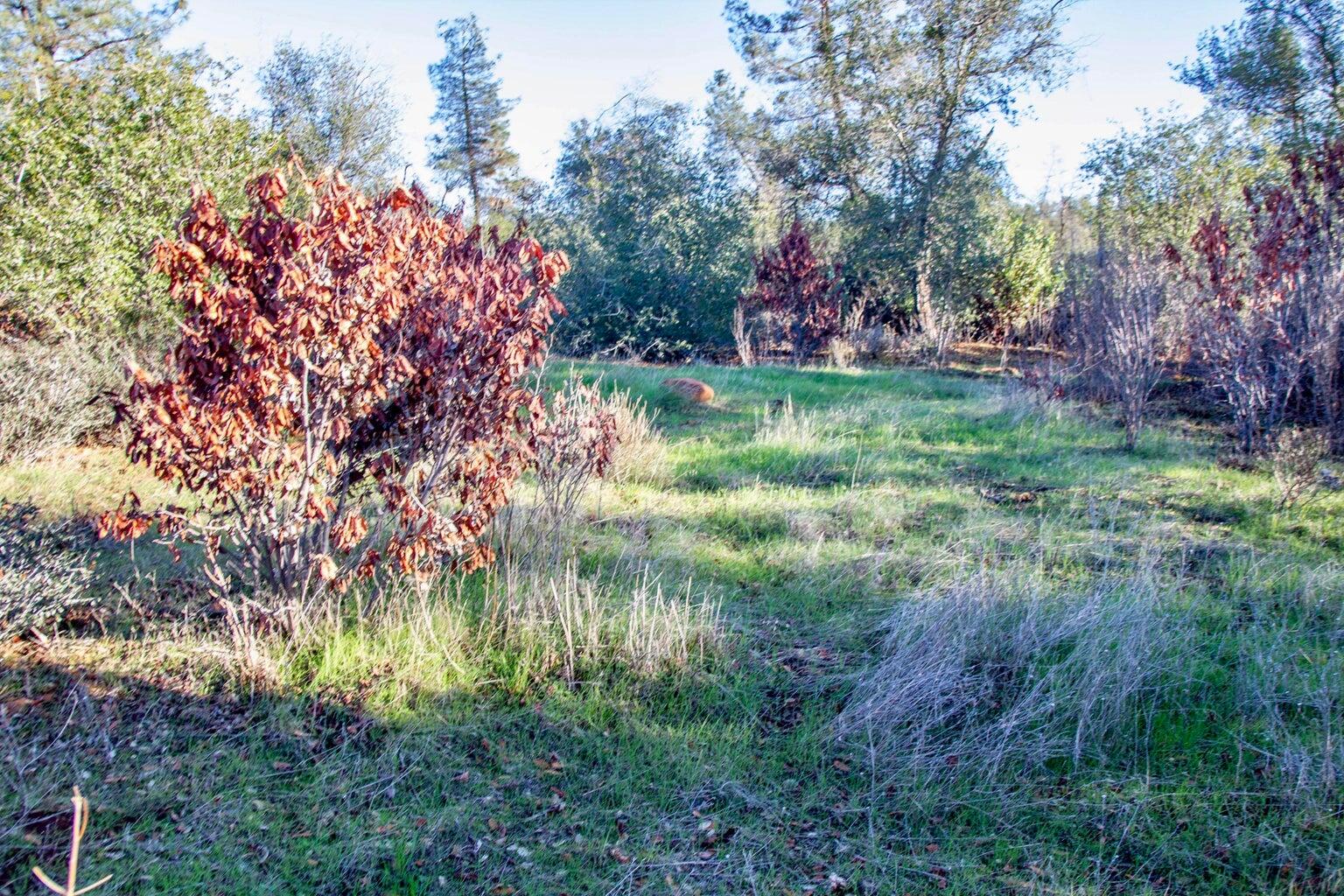 Winoxy 093-130-039-000 Lane Shingletown, CA 96088 - Photo 8 of 29 a backyard of a house with lots of green space