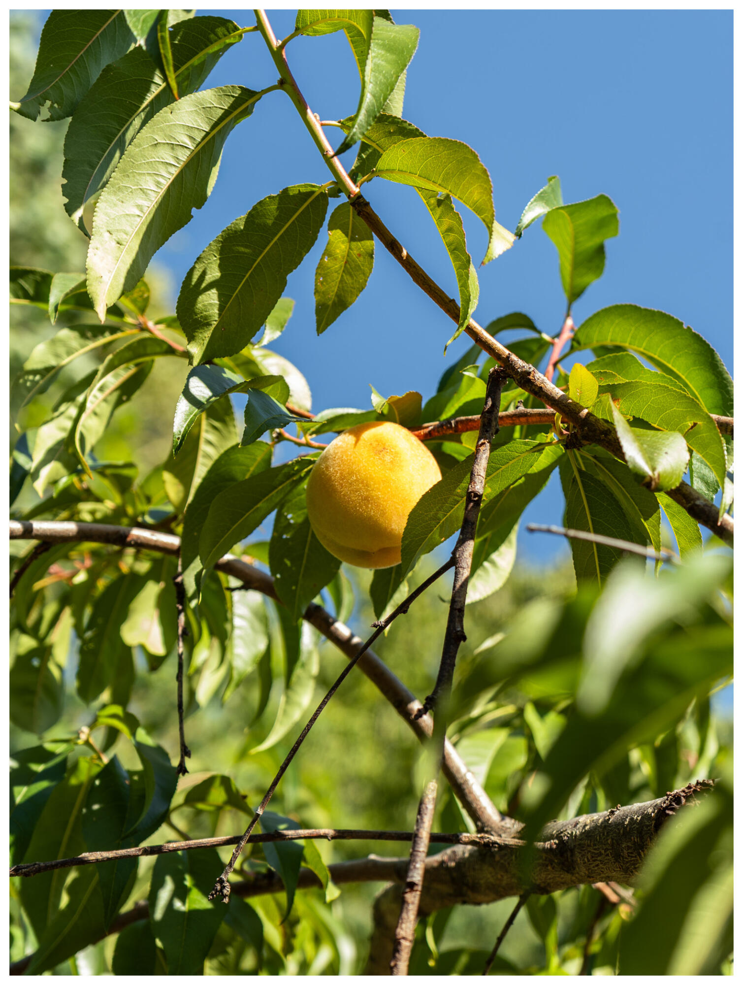 277 Locke Hill Road Starks, ME 04911 - Photo 27 of 75 277 Locke Hill Rd pic 5