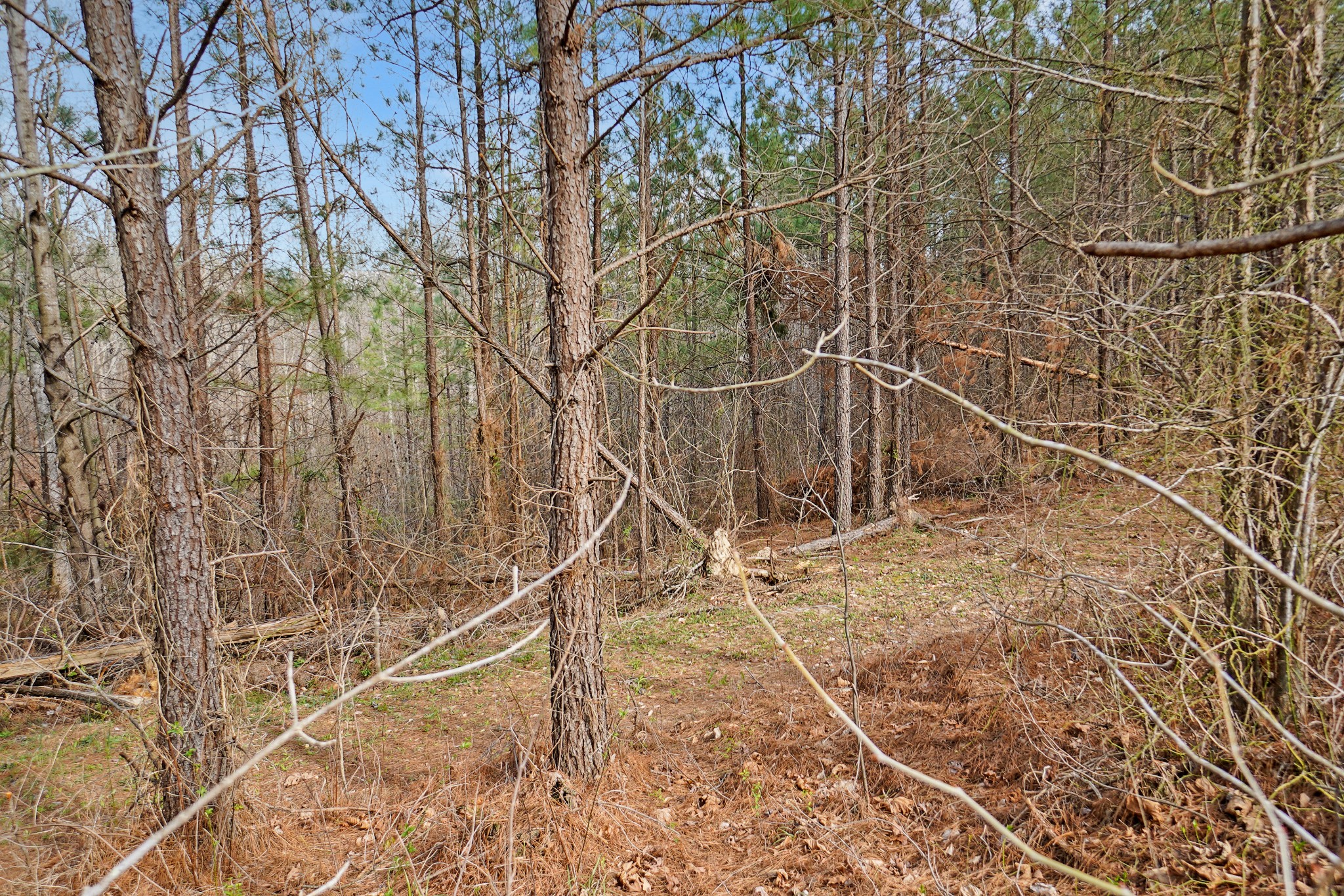 16 Ribbon Branch Road Dover, TN 37058 - Photo 3 of 15 Gallery Image 3