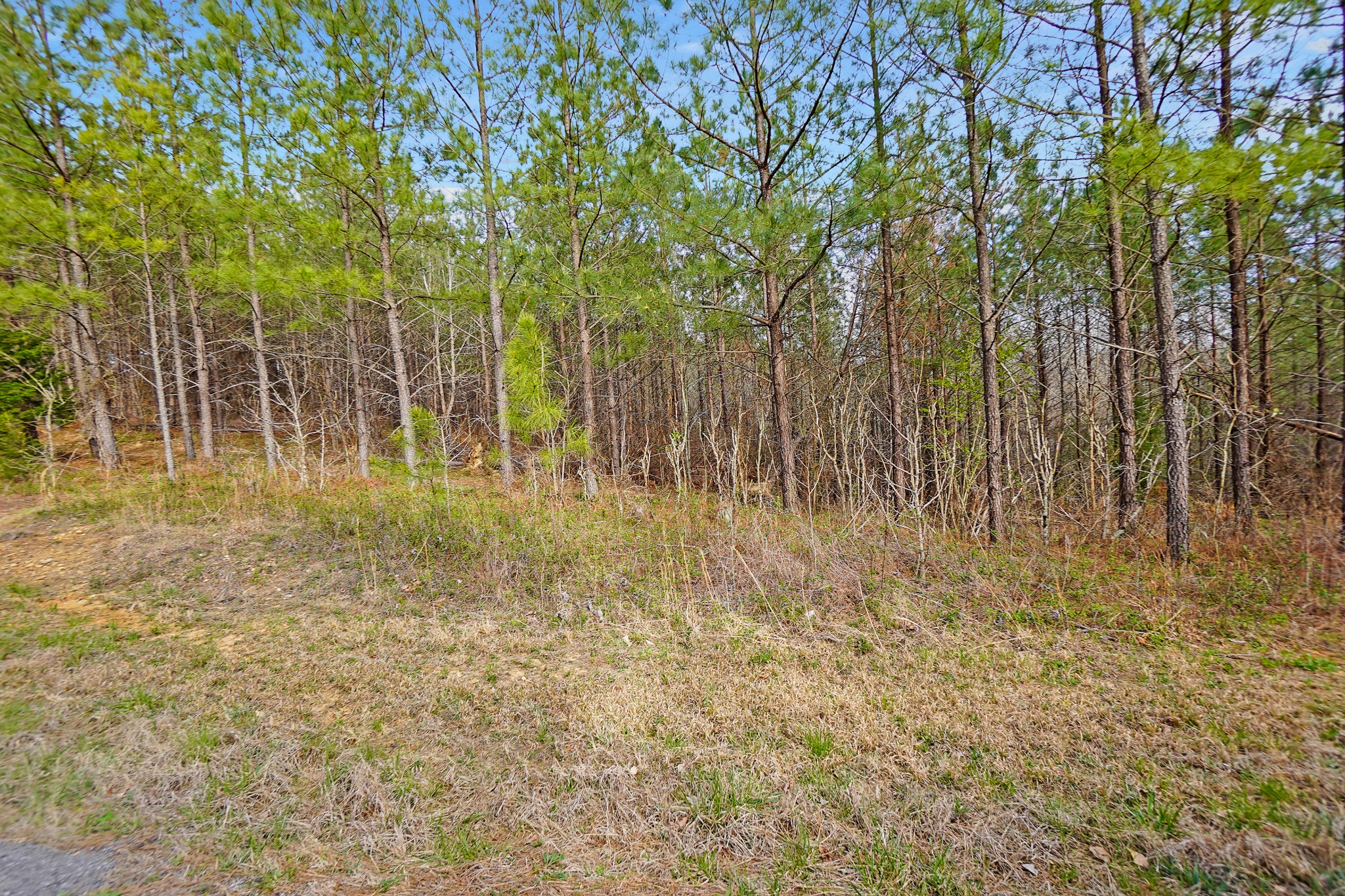 16 Ribbon Branch Road Dover, TN 37058 - Photo 4 of 15 Gallery Image 4