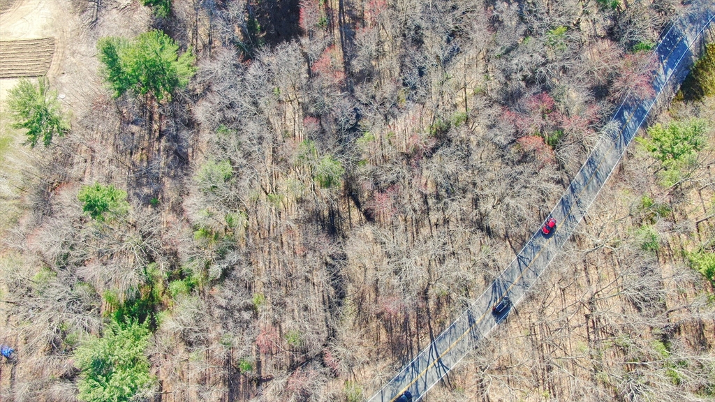 0 Hampshire Road Salem, NH 03079 - Photo 15 of 15 a close up of a plant
