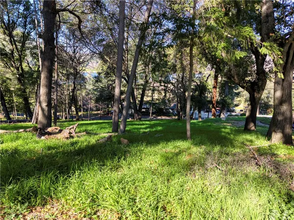 a view of a park with large trees