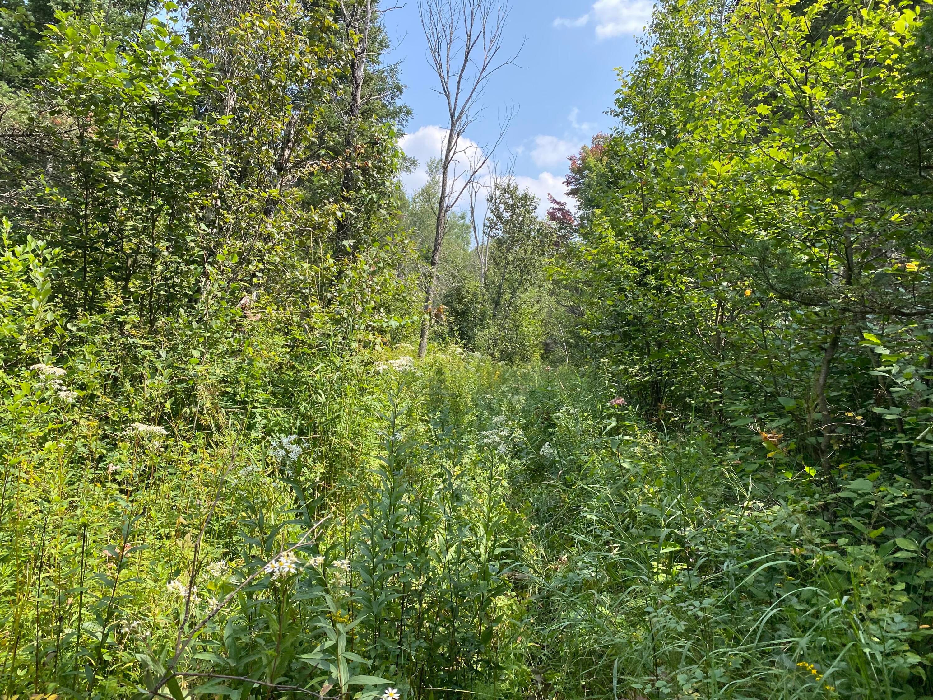 20 20 Mile Road Dafter, MI 49724 - Photo 6 of 17 Gallery Image 6