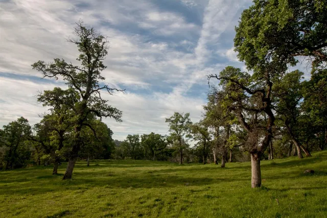 a view of a park with a tree
