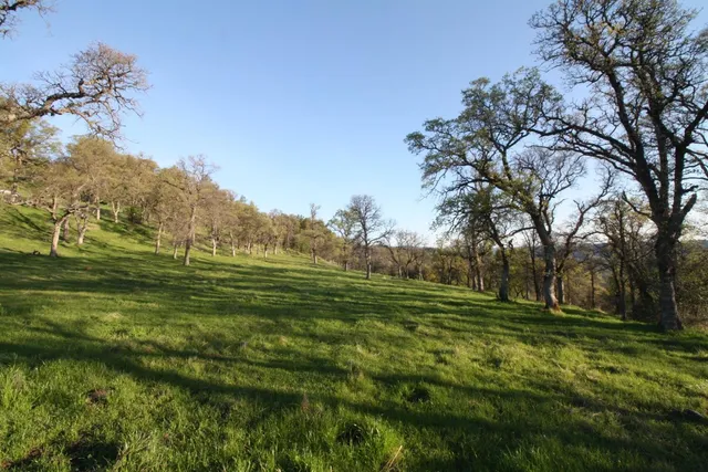 a view of a big yard with potted plants and large trees