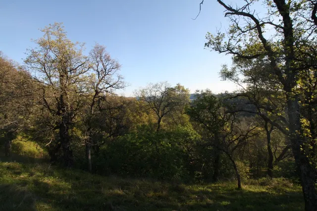 a view of a field with trees