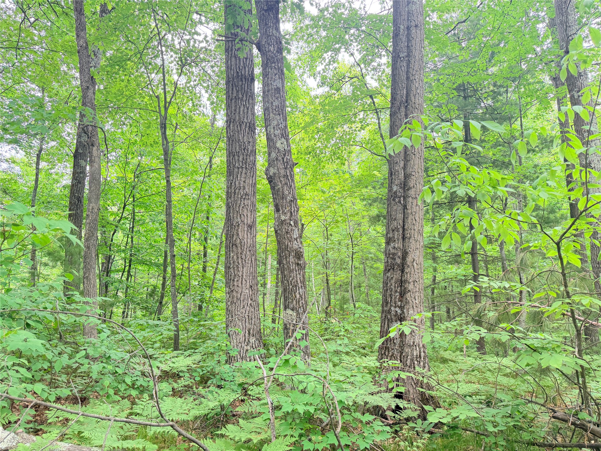 0 Schultz Lane Stone Lake, WI 54876 - Photo 9 of 12