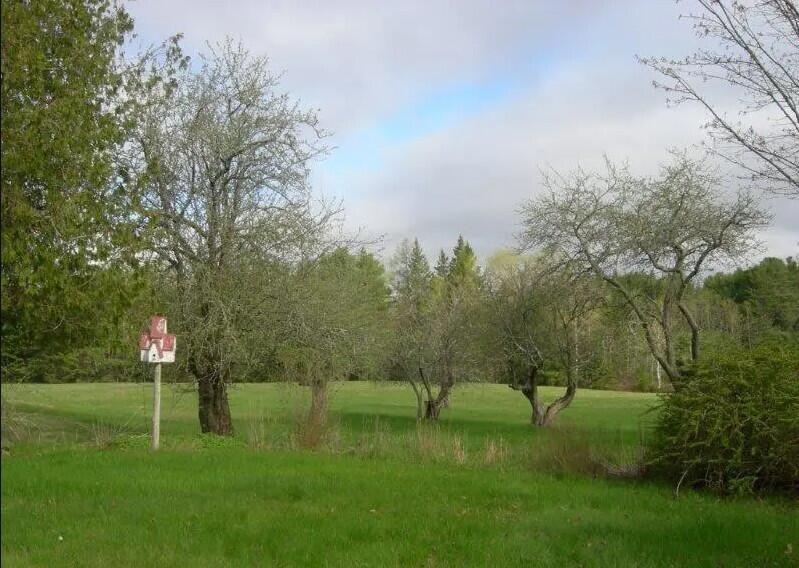 79 Point Road Hancock, ME 04640 - Photo 6 of 21 View to pasture and little orchard.