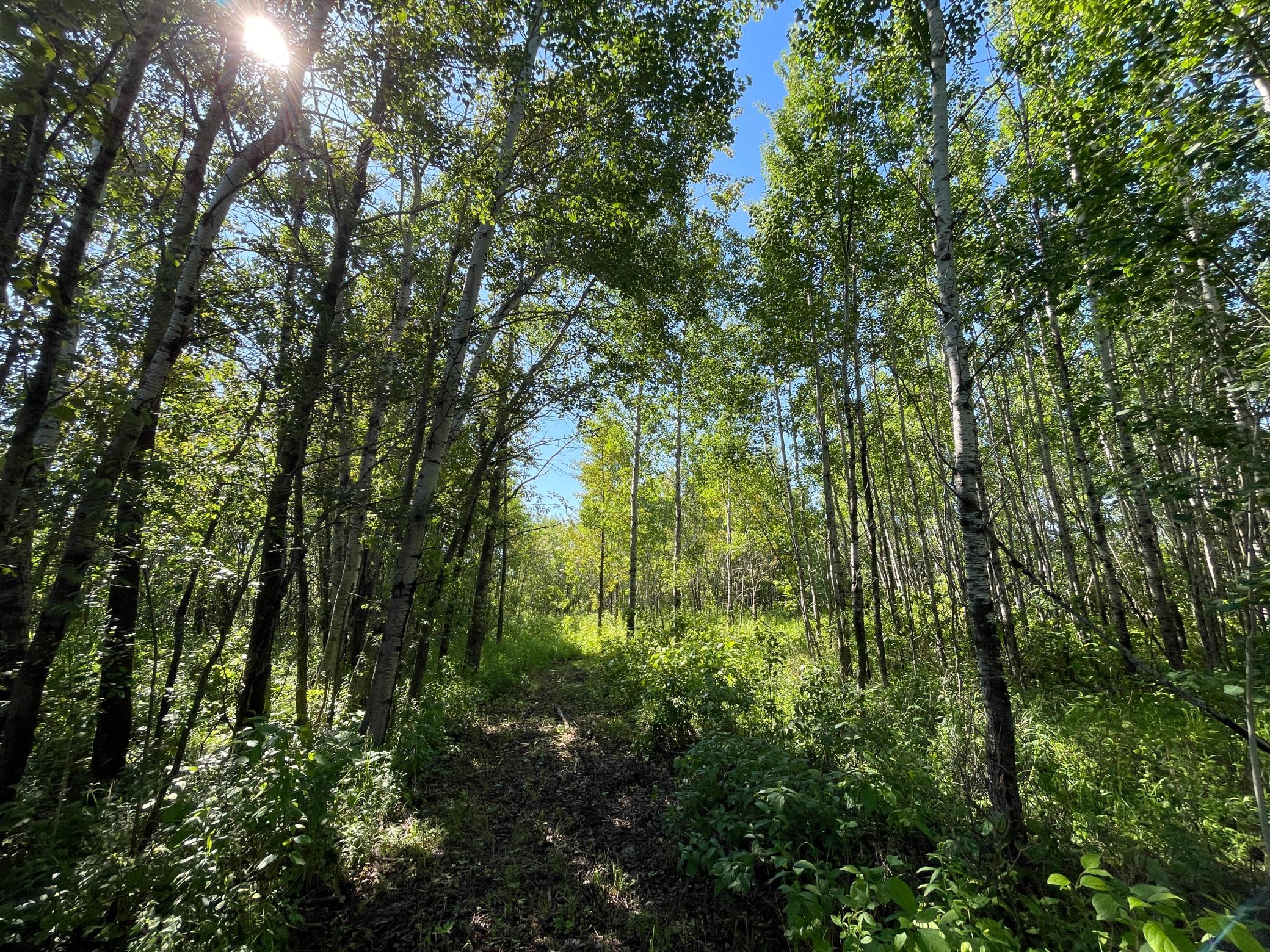 Tbd 440th Avenue Roseau, MN 56751 - Photo 56 of 80