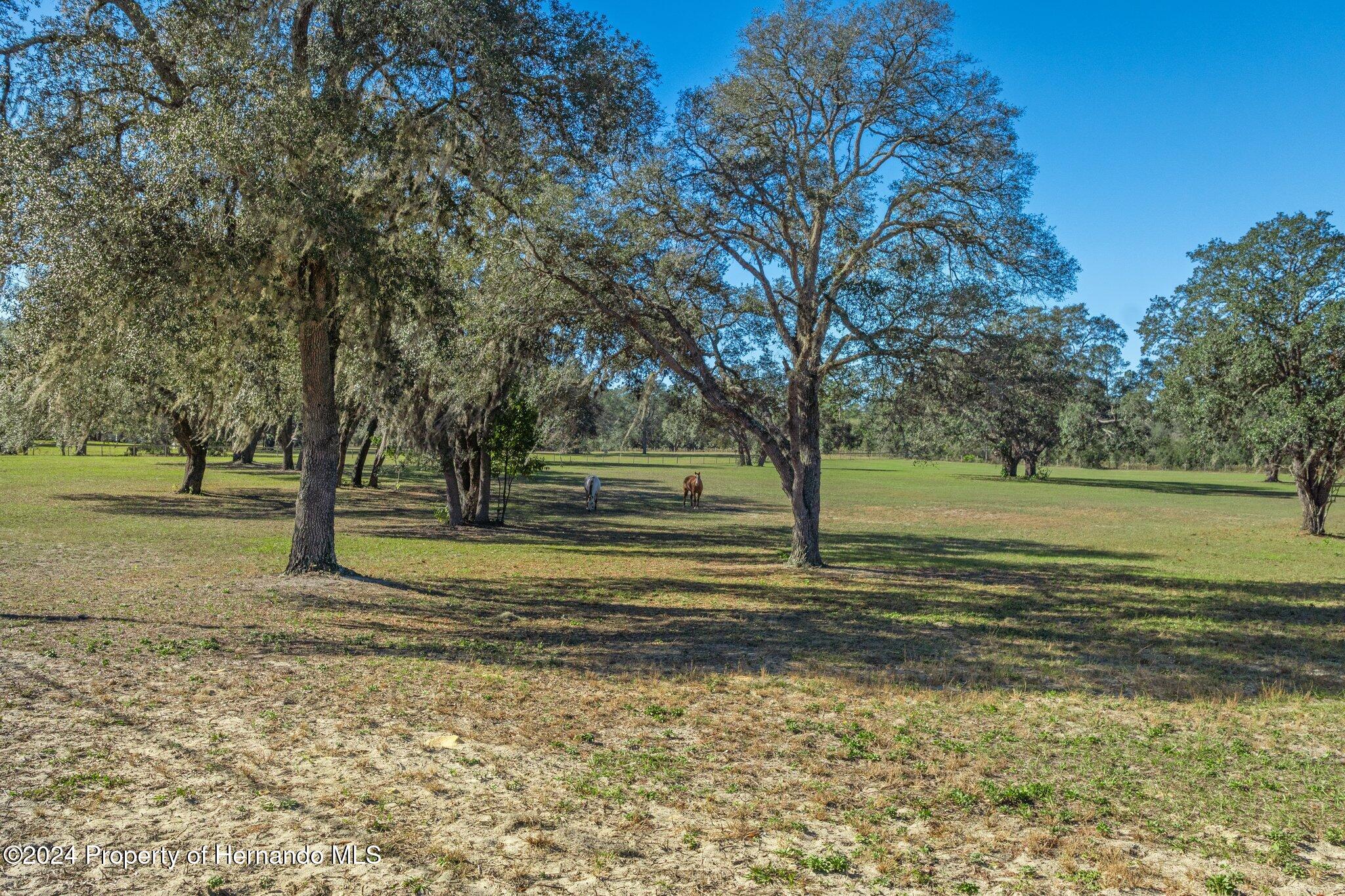 13383 Hurricane Drive Weeki Wachee, FL 34614 - Photo 4 of 18 a view of a yard with large trees