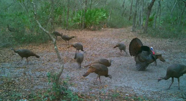 $574,900 | 4125 Tiger Creek Trail, Lake Wales, FL 33898