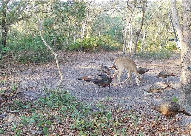 $574,900 | 4125 Tiger Creek Trail, Lake Wales, FL 33898