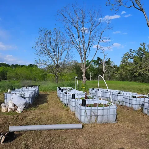 a view of a tree in a yard