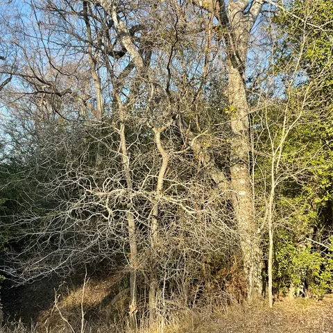 $698,000 | 4668 Farm To Market Road 535, Cedar Creek, TX 78612