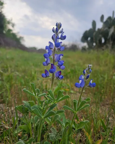 $698,000 | 4668 Farm To Market Road 535, Cedar Creek, TX 78612